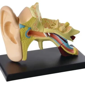 Anatomisk modell Öra 7,7 cm