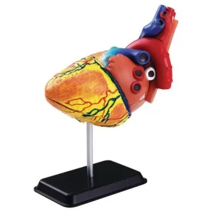 Anatomisk modell Hjärta 14 cm