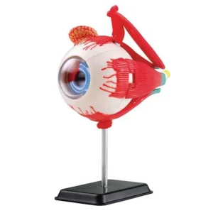 Anatomisk modell Öga 14 cm